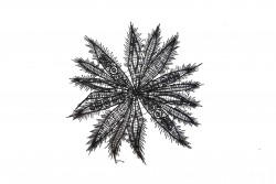 Ραφτό μοτίφ με μαύρη δαντέλα και σχέδια φύλλα διαμέτρου 16cm
